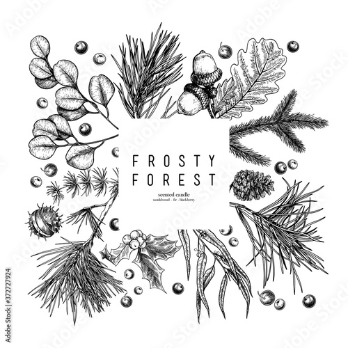 Hand drawn detailed Christmas banner. Vector forest pine, cone, mistletoe, holly, accorn, berries. Xmas, New Year minimalist design. Holiady sale, advertisement, shop promotion brand merchandising. photo