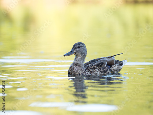 Wild duck at a pond © Big City Lights