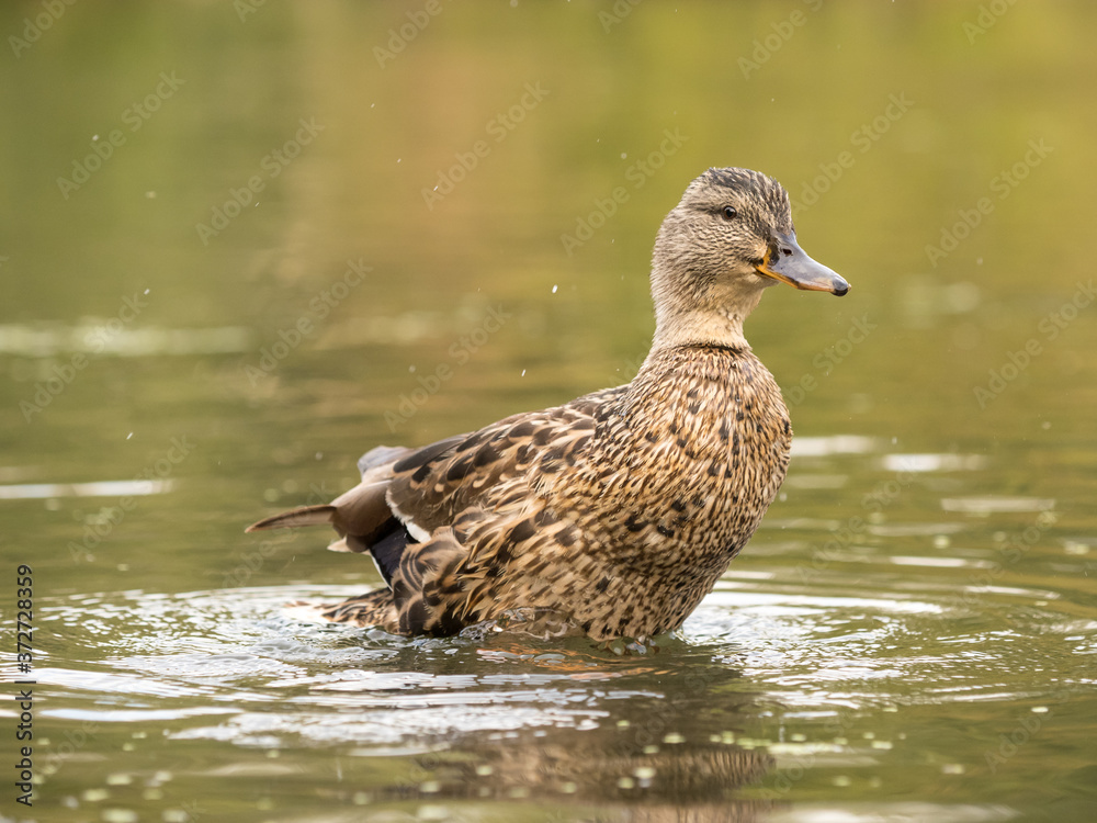 Wild duck at a pond Wild duck at a pond