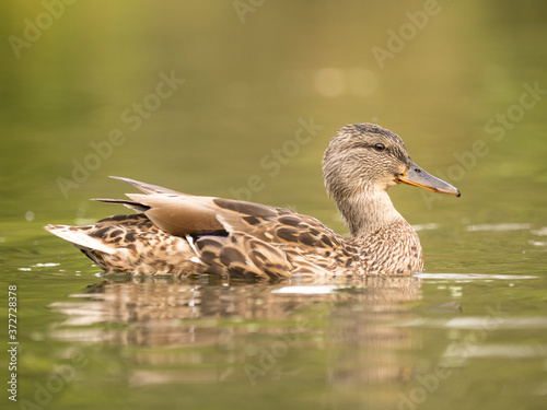 Wild duck at a pond