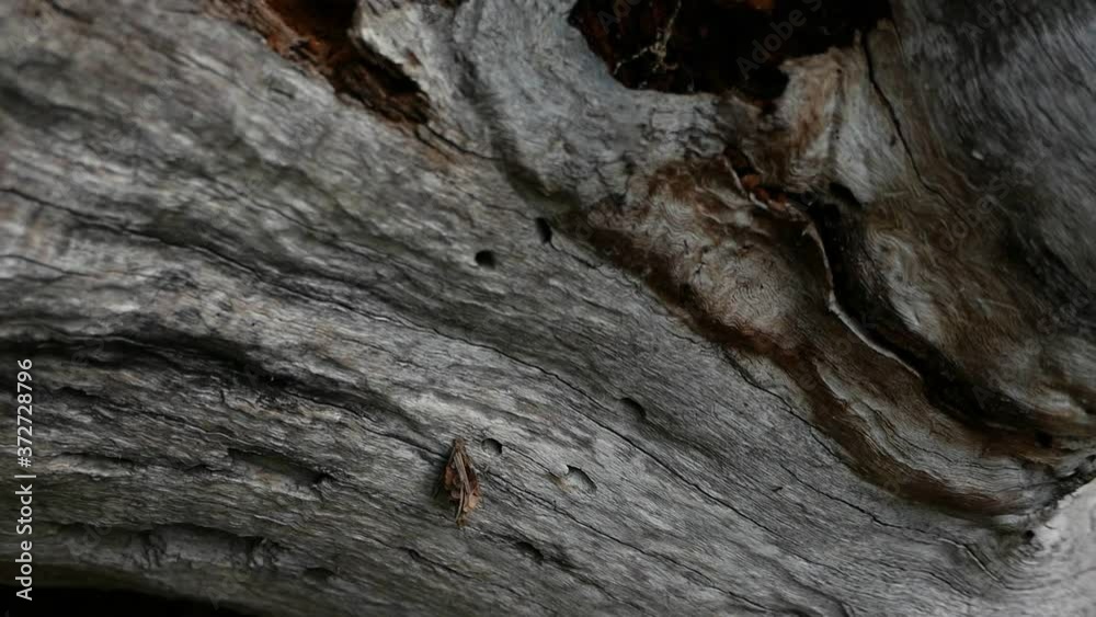 Old tree texture backgroun shoot on the forest Old tree texture backgroun shoot on the forest