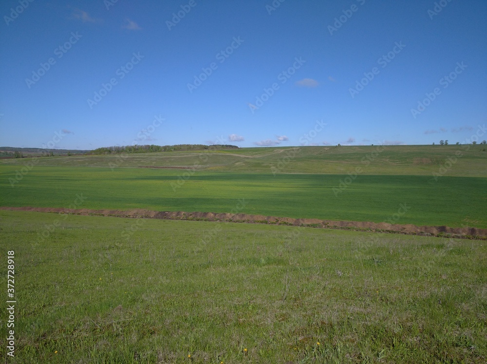 field of wheat field of wheat