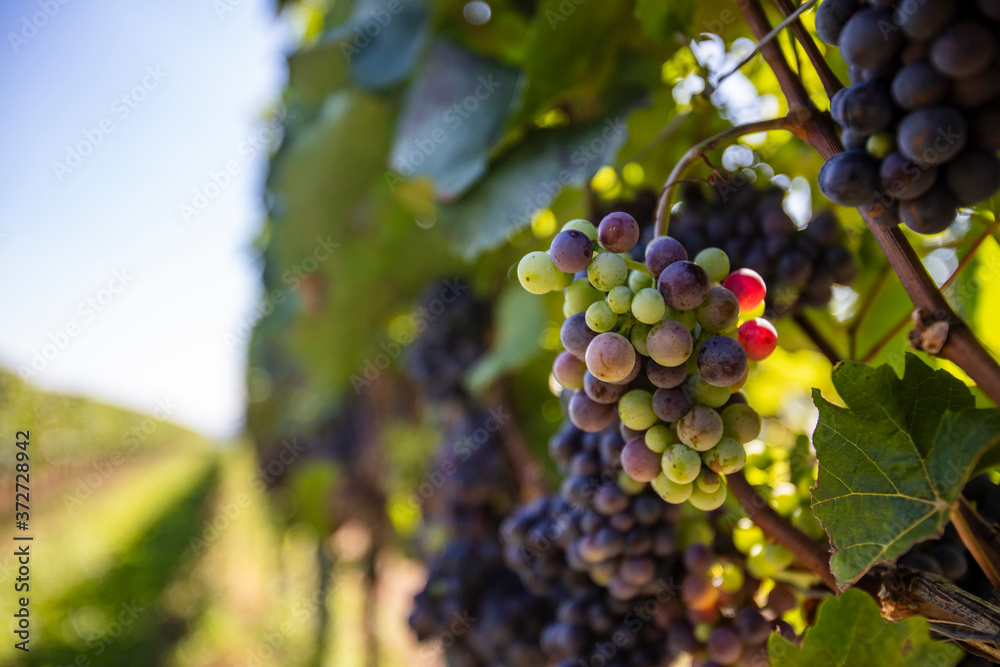 blue and green grapes in vineyard