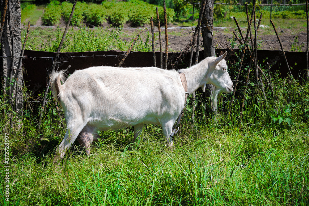 White domestic goats with collars graze in green grass in the summer in the countryside. The concept of domestic pastoralism in the summer season White domestic goats with collars graze in green grass in the summer in the countryside. The concept of domestic pastoralism in the summer season
