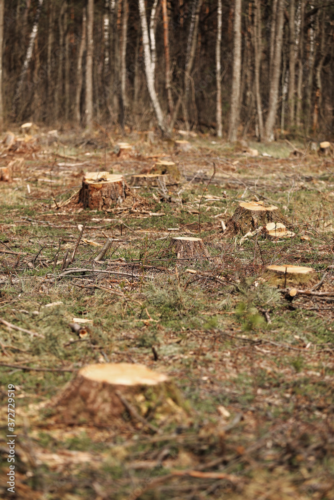 Obraz premium The picture after felling is a lot of stumps of coniferous trees remaining in the ground. stumps after illegal felling. selective focus