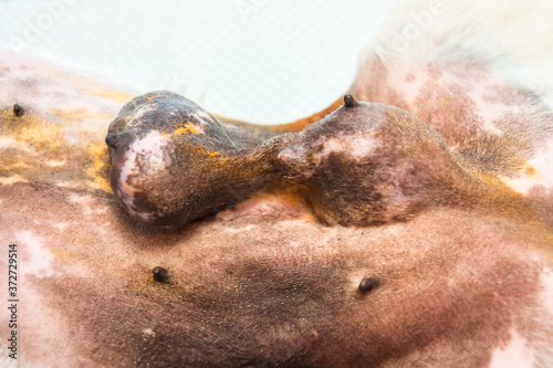 close-up photo of a mammary gland tumor in dog