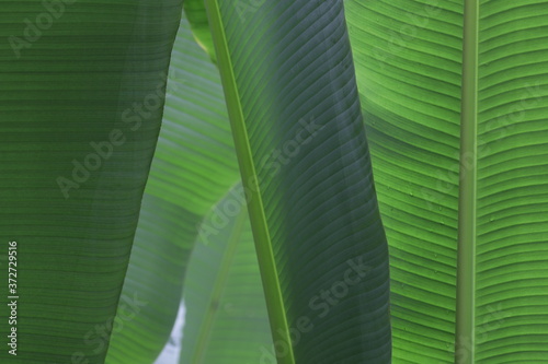 green Banana leaf background