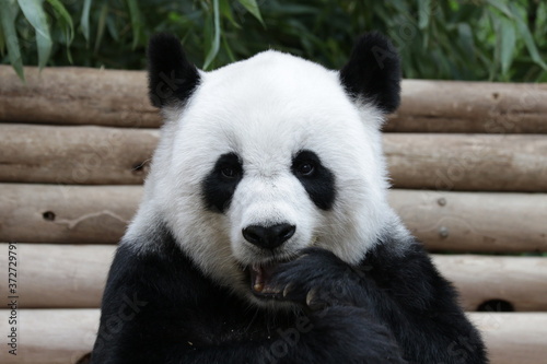 Fototapeta Naklejka Na Ścianę i Meble -  Cute Giant Panda in Thailand