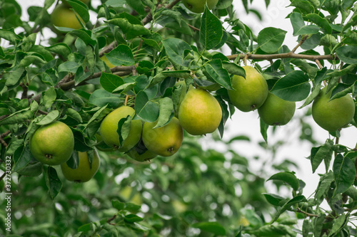 In the orchard, pears ripen on the tree branch.