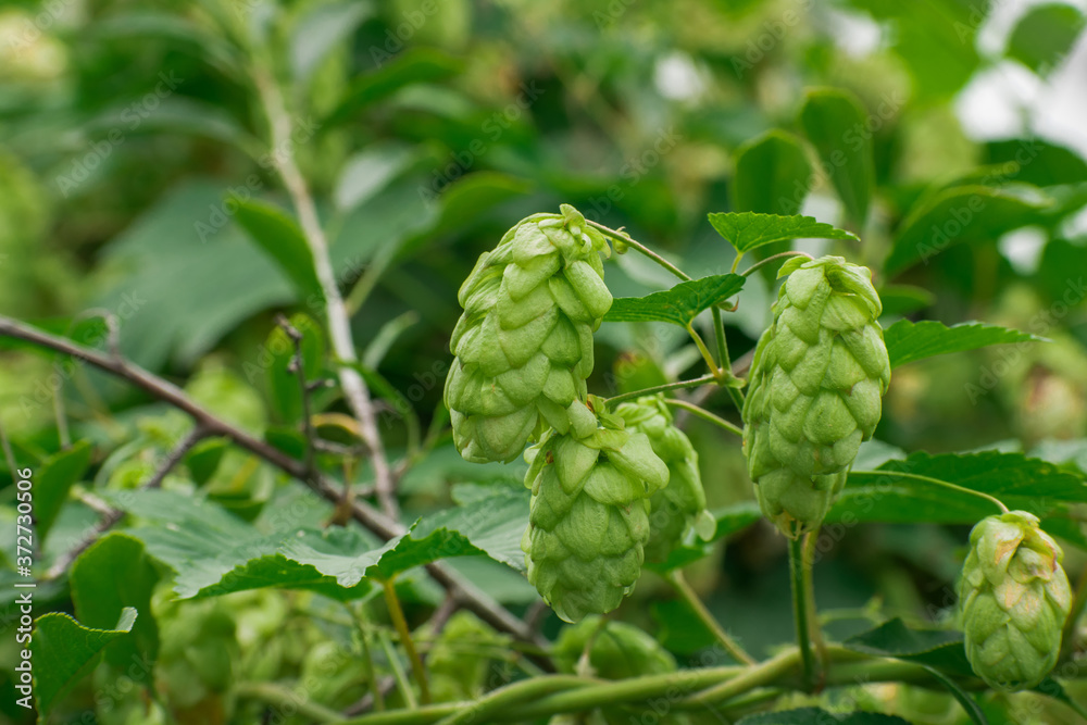 Fresh green hops background. cones of hops on a green vegetal blurred background. Harvest of hops Fresh green hops background. cones of hops on a green vegetal blurred background. Harvest of hops