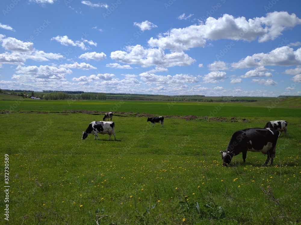 cows in a field cows in a field