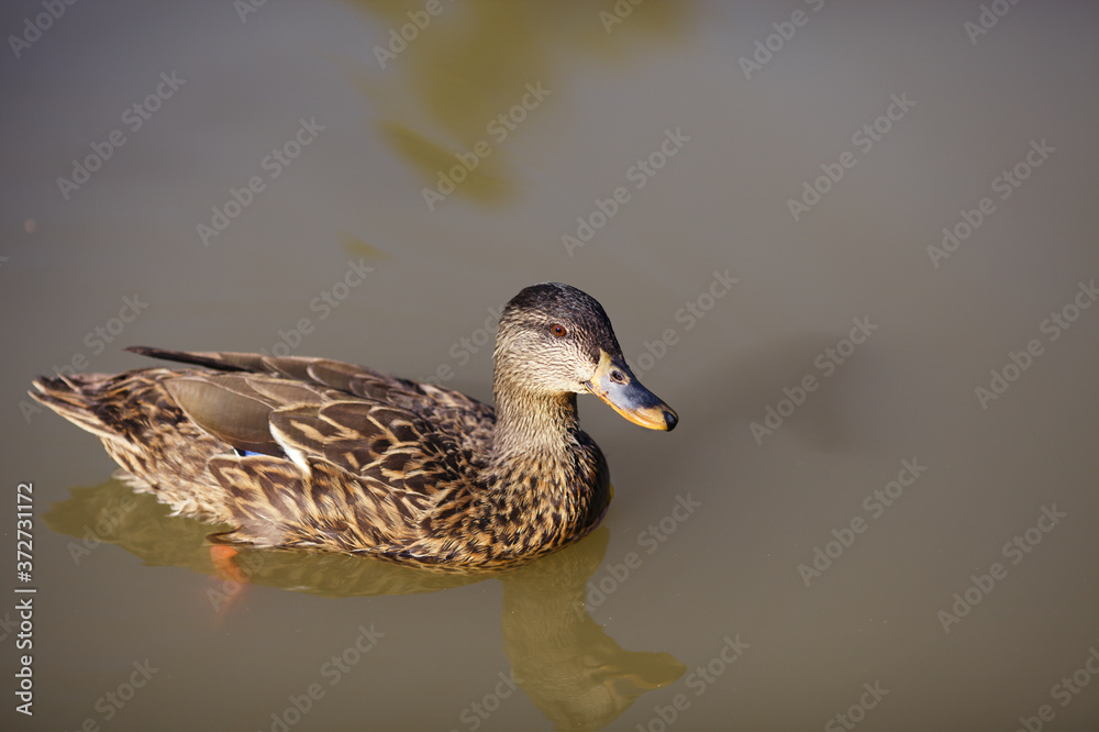 Duck with beautiful colorful feathers float in a summer pond, close-up. Duck with beautiful colorful feathers float in a summer pond, close-up.
