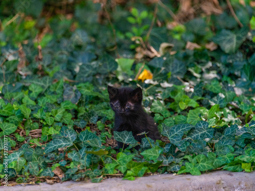 a small black kitten with not yet opened eyes  about 2 weeks old  from a stray wild and stray cat  sits in the grass among thickets of Colchis ivy on a summer day