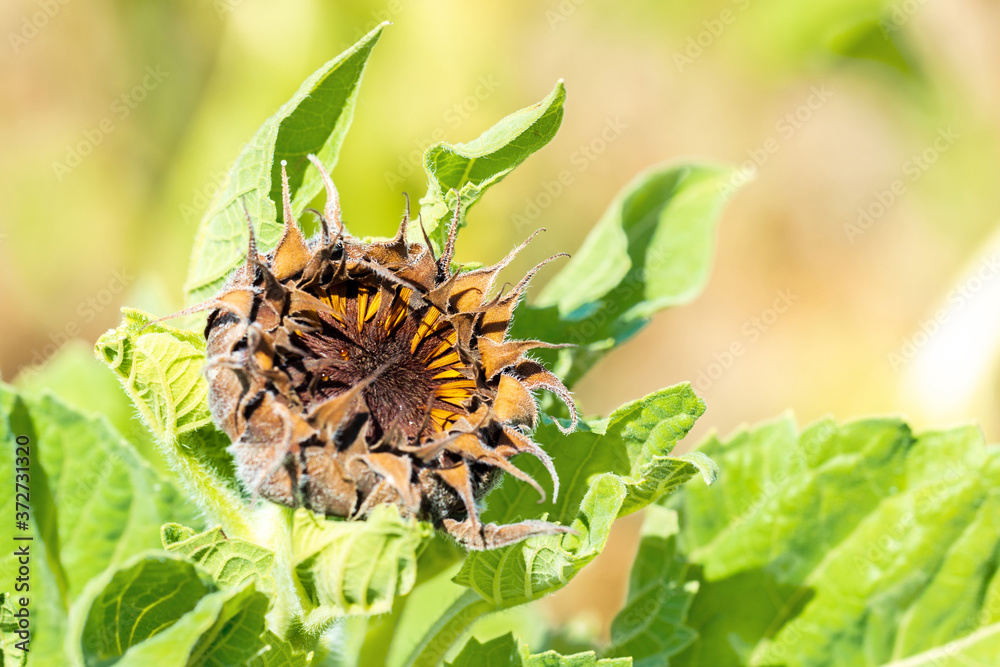 Disease of sunflowers in agricultural plantation. Dried head or head