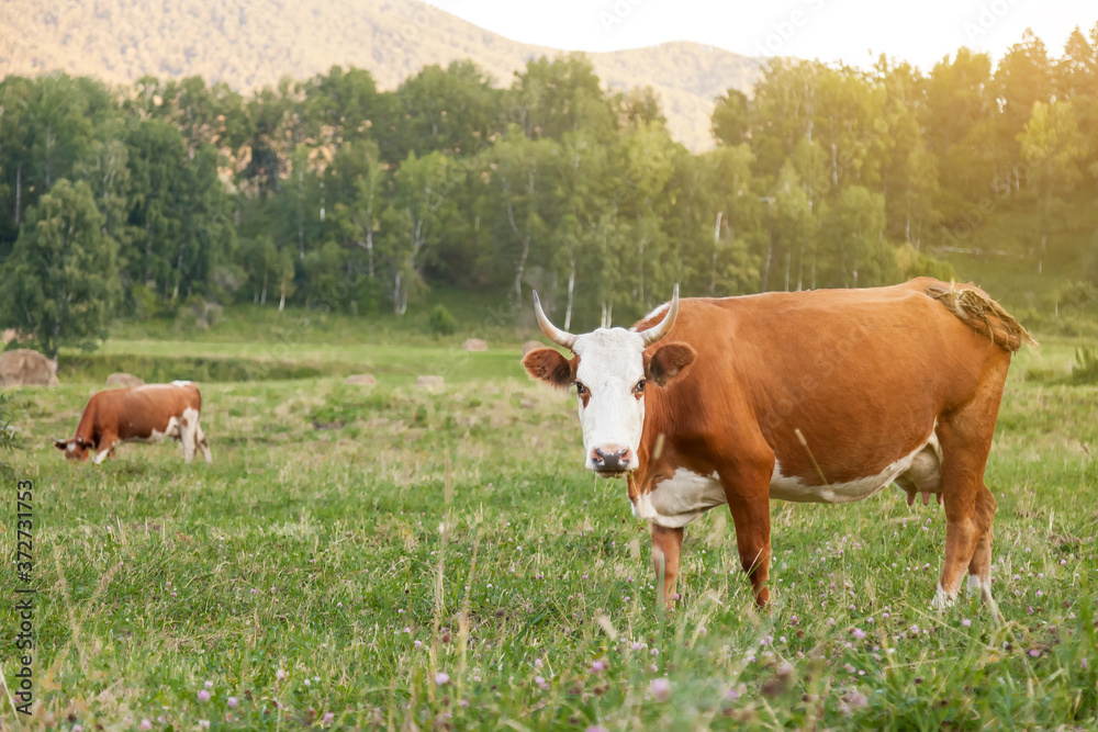 Two brown and white cows with horns on green grass graze in the meadow and eat. Farming and agriculture and milk production.