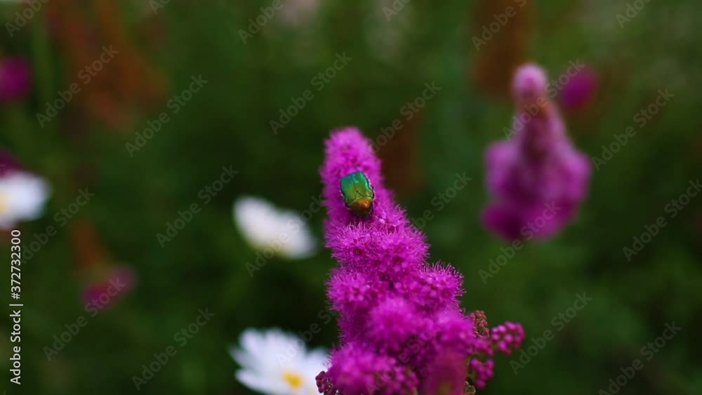 small green beetle on the pink flower in summer garden small green beetle on the pink flower in summer garden