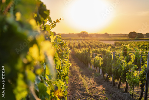 Beautiful view of a vineyard at sunset in Chinon village Loire Valley France © Hakan Ozturk