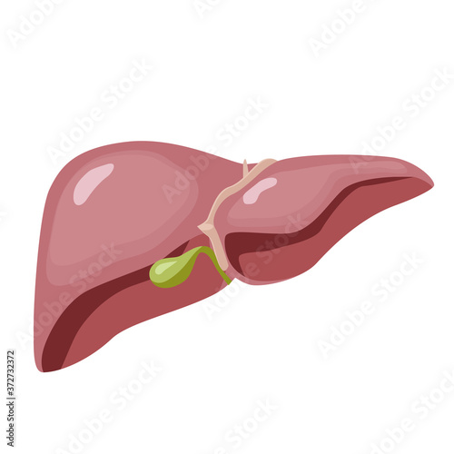 Human liver. Anatomy, structure of internal organs. Digestive system. Vector illustration