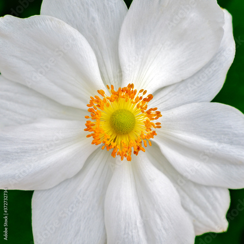 white blossom of a japanese anemone