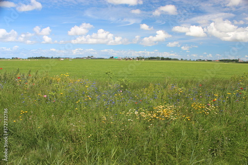 A colorful field with wild flowers on the edge of a Dutch pasture with a farm in the distance. Photo was taken on a sunny day in August.