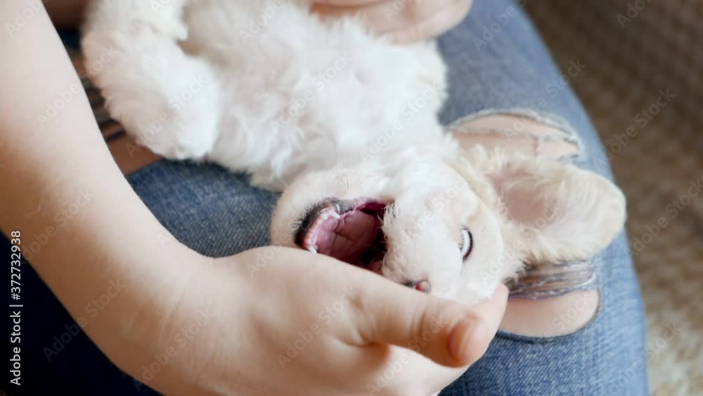 Master holds puppy dog on legs and pets him