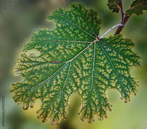 Leaf of a white plume poppy photo