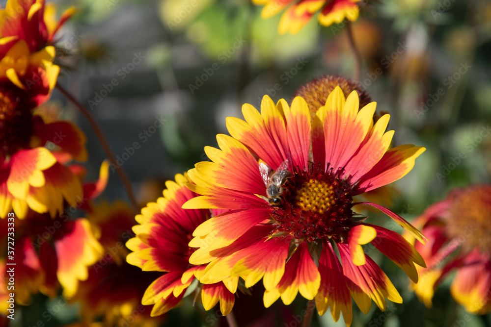 Gaillardia pulchela or ndian blanket and a bee in the garden on a sunny day. Gaillardia pulchela or ndian blanket and a bee in the garden on a sunny day.