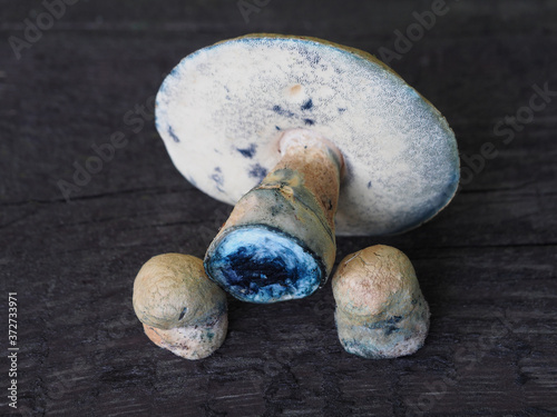 Edible porcini mushrooms gyroporus cyanescens, which turns blue when cut. Delicatessen fungus for cooking delicious vegetarian fungal dishes. photo
