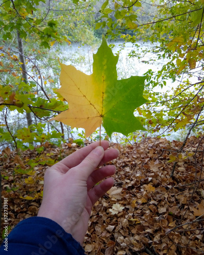 autumn leave half green half yellow