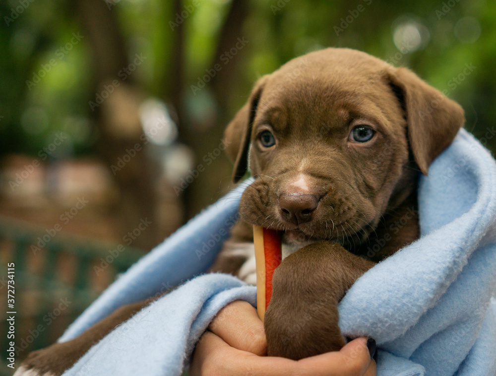 Cachorro comiendo dulce