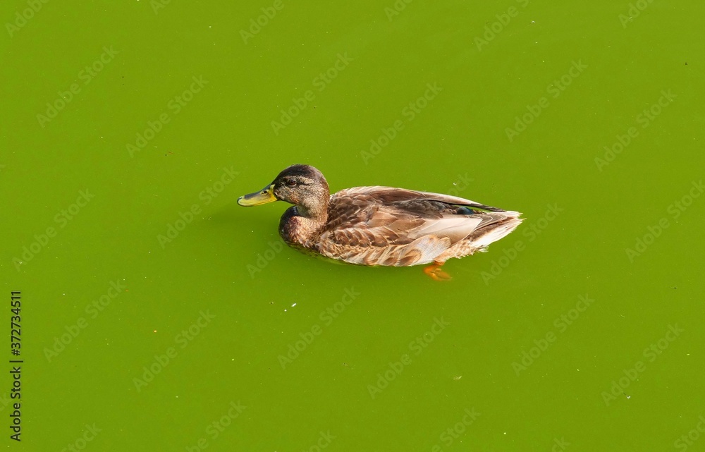 duck in the pond duck in the pond