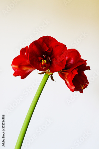 bright red amaryllis flower close up