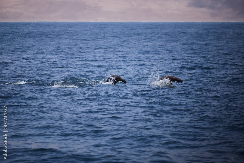 Fototapeta premium bellos Lobos marinos nadando y saltando en el mar del océano pacifico en Perú