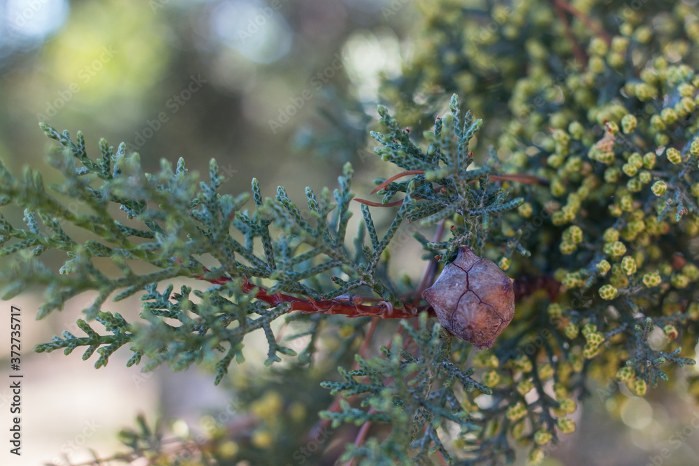 Fototapeta premium roślina szyszka drzewo iglaste makro zieleń lato natura 