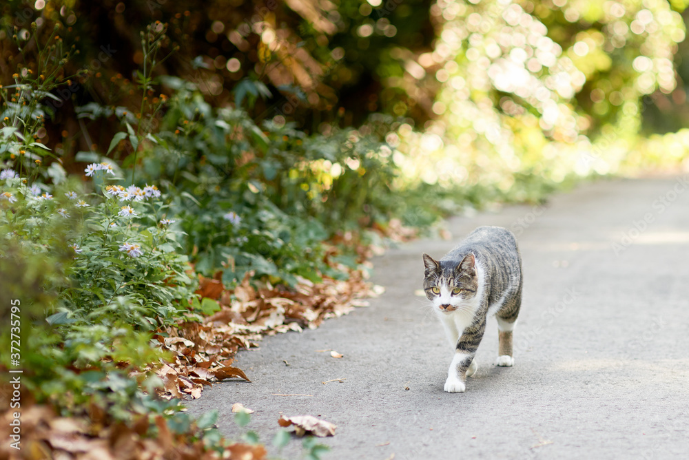 Fototapeta premium 山道で歩いている猫