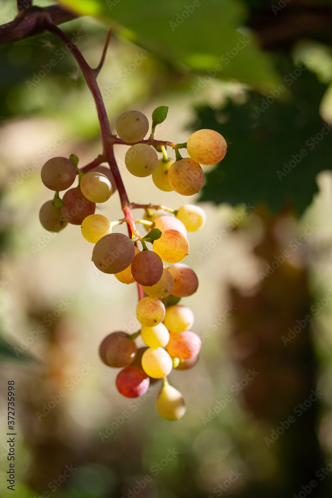 Bunch of ripe yellow grapes among green leaves Bunch of ripe yellow grapes among green leaves