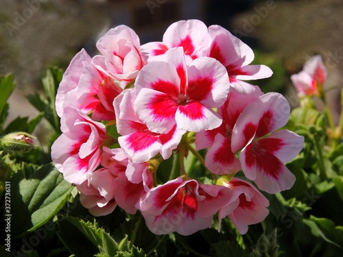 pretty pink flowers of geranium potted plant close up © Maria Brzostowska
