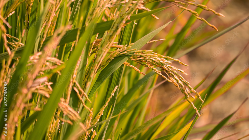 close up of yellow green rice field close up of yellow green rice field