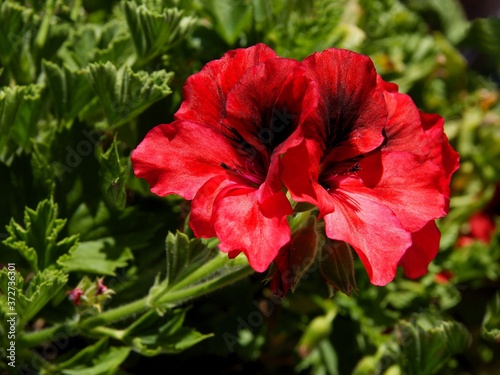 red flowers of geranium potted plant close up