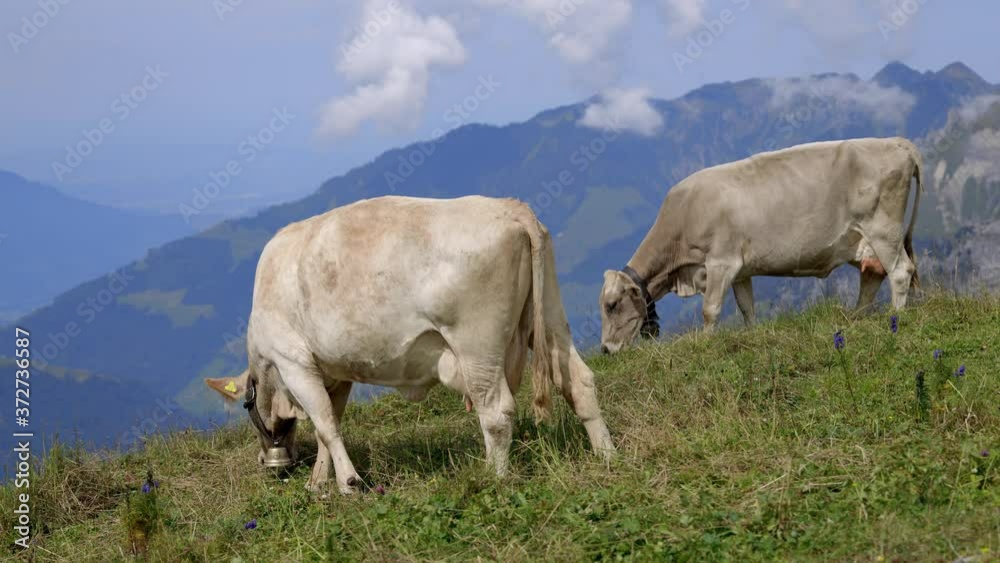 Cows and Cattle grassing in the Swiss Alps - typical Switzerland - travel photography Cows and Cattle grassing in the Swiss Alps - typical Switzerland - travel photography