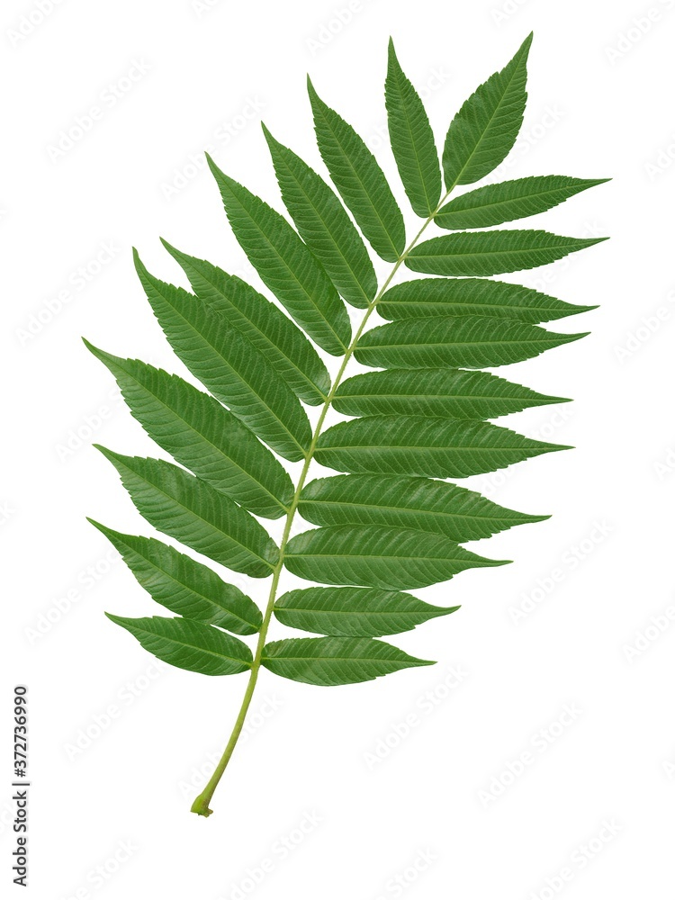 Green Leaf Of Sumac Tree Isolated Close Up Stock Photo 