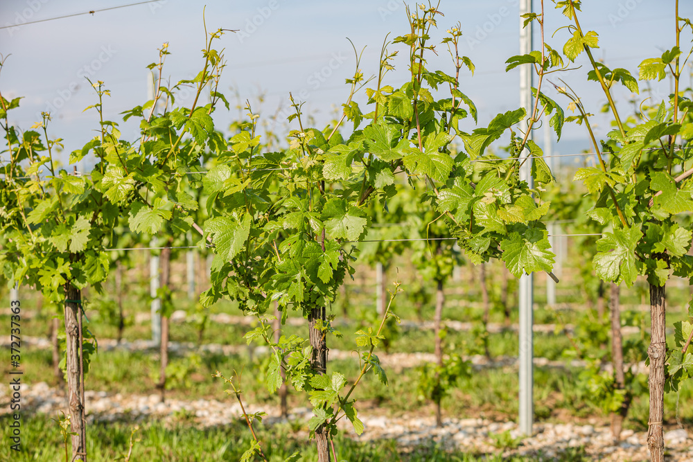Green vineyard rows landscape. nature landscape. vineyard with small young grapes in countryside