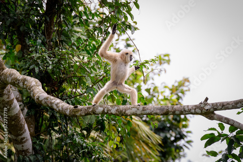 Gibbons on trees, tropical rainforest, Khao Yai National Park, Thailand