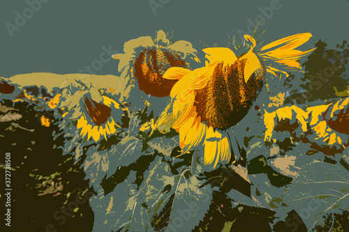 blooming yellow field of sunflowers against the blue sky, summer nature landscape, agricultural field