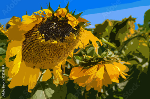 blooming yellow field of sunflowers against the blue sky, summer nature landscape, agricultural field