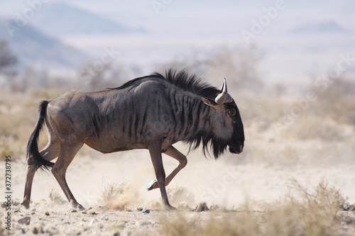 wildebeest in dry dusty landscape