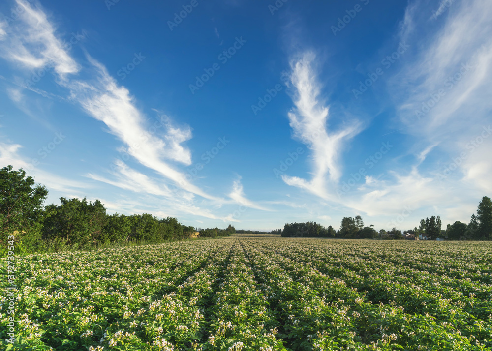 A farm field of flowering potatoes in rural Prince Edward Island, Canada.