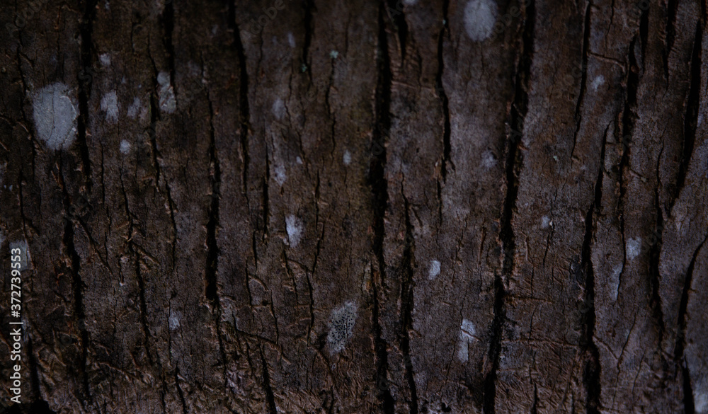The surface of the tree is cracked. The surface of the tree is cracked.