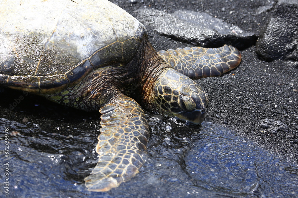 Green Sea Turtle sleeping in Black Sand Beach, Punalu'u Hawaii USA Green Sea Turtle sleeping in Black Sand Beach, Punalu'u Hawaii USA