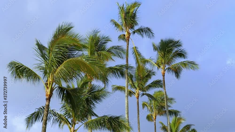 Palm tree sway in morning light Palm tree sway in morning light
